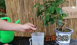 散尾葵换土换盆儿应注意什么 散尾葵换盆方法及注意事项