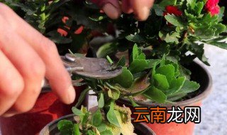 长寿花养殖方法和注意事项剪枝 长寿花养殖方法和注意事项剪枝是怎样的