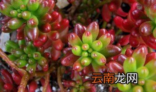 多肉虹之玉的养殖方法 虹之玉的种植方法