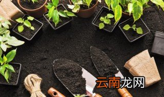 家庭盆栽石榴怎么种植好 怎么在家里种植石榴盆栽