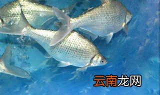 扁鱼养殖方法 扁鱼放养方法分享