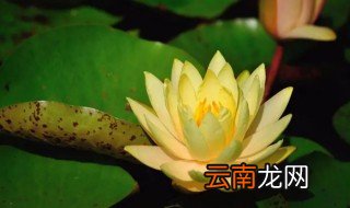 让睡莲快速开花的方法 睡莲开花方法和注意事项