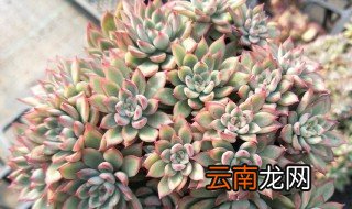 多肉女雏的养殖方法 多肉女雏怎么养