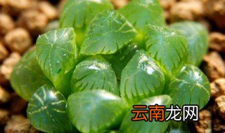 玉露的养殖方法 玉露的养殖方法及注意事项介绍