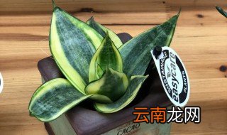 虎皮兰的换盆方法和注意事项图片 虎皮兰的换盆方法和注意事项