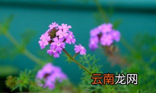 盆栽美女樱的养殖方法 美女樱的播种时间是什么