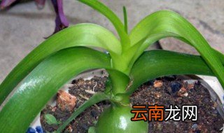 虎眼万年青的养殖方法 虎眼万年青如何养殖