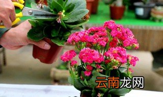 长寿花花期怎样施肥 长寿花施肥时间及方法
