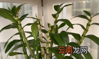 春石斛兰的养殖方法 春石斛兰如何养