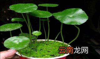 三叶铜钱草水养殖方法 三叶铜钱草养殖方法介绍