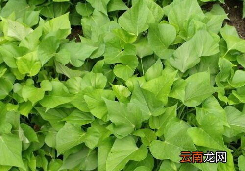 红薯叶是寒性还是温性 ?红薯叶是酸性还是碱性