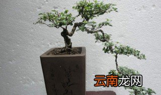 真弓盆景养殖方法 真弓盆景怎么栽