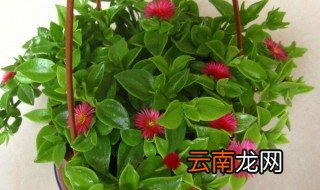 青白玉吊兰的养殖方法 养殖青白玉吊兰的方法