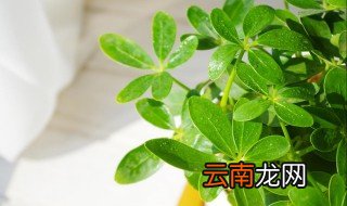 八方来财的养殖方法 养八方来财要注意什么