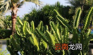 火殃勒养殖方法 怎么种火殃勒