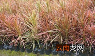 七彩马尾铁的养殖方法 马尾铁应该如何浇水