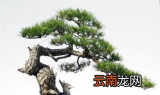 盆栽松树养殖方法 盆栽松树怎么上盆