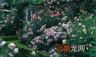 月季开花多方法和注意事项 月季开花前后要注意什么