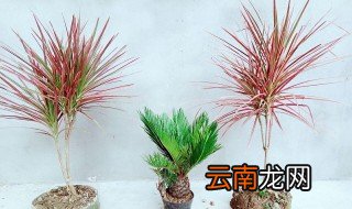 五彩千年木的养殖方法 五彩千年木的养殖方法介绍