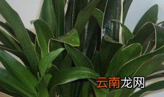 竹节万年青的养殖方法 竹节万年青的养殖