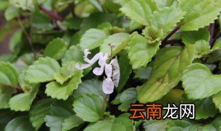 毛萼鞘蕊花养殖方法 毛萼鞘蕊花养殖方法介绍