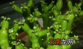 多肉光棍树的养殖方法 多肉光棍树如何养