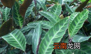 天鹅绒植物的养殖方法 天鹅绒植物怎么养好