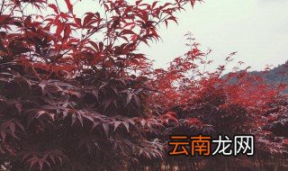 羽毛枫的养殖方法 羽毛枫养殖怎么养