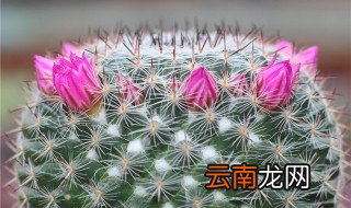 多肉仙人球的养殖方法 多肉仙人球要怎么养