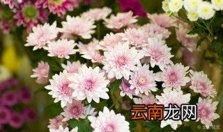 九月菊的养殖方法摘心 九月菊种植方法分享