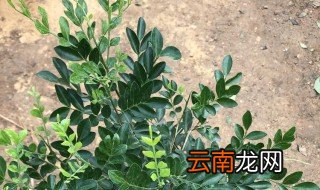 小叶九里香养殖方法 小叶九里香该怎么养