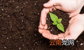 小麦油菜施肥时间及方法 小麦油菜施肥时间及方法视频