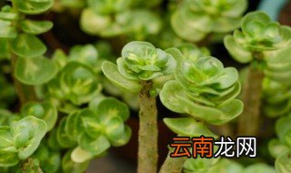 金钱木夏季的养殖方法 夏季金钱木如何养