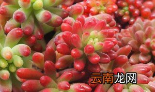 多肉红日的养殖方法 多肉红日怎么养爆盆