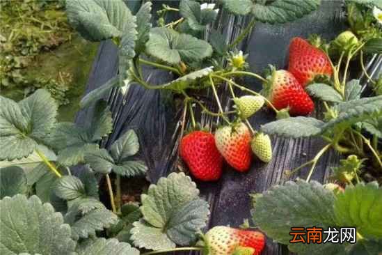 草莓苗价格多少钱一颗 草莓常见的品种有哪些