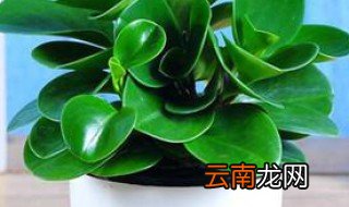 碧玉花的养殖方法繁殖 碧玉花的养殖方法介绍