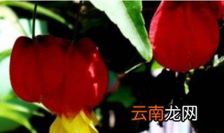 巴西宫灯花养殖方法 巴西宫灯花如何养殖