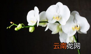 兰花换盆注意事项与方法，兰花换盆注意事项与方法图片