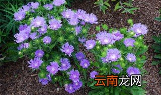 繁星花的养殖方法 繁星花如何养殖