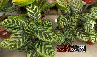 竹芋换盆方法与注意事项 竹芋换盆方法与注意事项视频