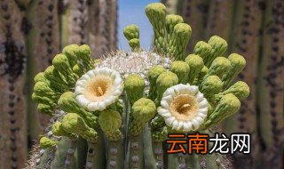 巨人柱仙人掌养殖方法 巨人柱仙人掌如何养殖