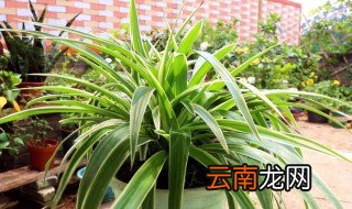 吊兰换盆方法与注意事项 吊兰的换盆方法和注意事项