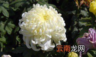 盆载菊花的养殖方法 盆载菊花怎么养