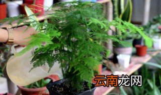 文竹换盆方法和注意事项图片 文竹换盆方法和注意事项