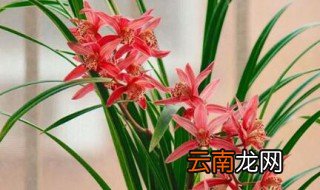 秋兰的养殖方法 秋兰如何养殖