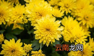菊花换盆方法和注意事项图片 菊花换盆方法和注意事项