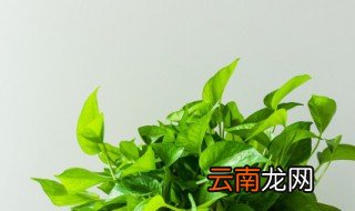 水培绿箩的养殖方法和注意事项 水培绿箩有哪些要注意的