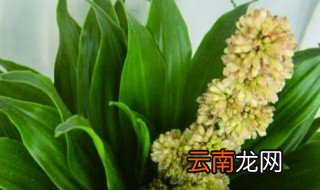 太阳神养殖方法 太阳神如何养殖