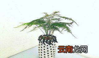 盆太大,怎么养小苗 家庭盆栽太小怎么办