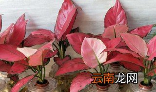 吉利红盆栽的养殖方法 吉利红盆栽如何养殖